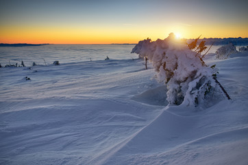 Snow covered tree at sunrise in Tatra mountain