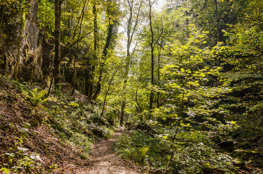 Twann, Twannbachschlucht, Schlucht, Wald, Waldweg, Wanderweg, Naturweg, Herbst, Herbstfarben, Herbstwanderung, Jura, Schweiz