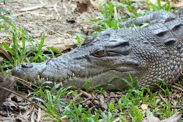 Female salt water crocodile head