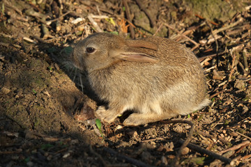 Naklejka na ściany i meble Rabbits are small mammals in the family Leporidae of the order Lagomorpha, found in several parts of the world. There are eight different genera in the family classified as rabbits.