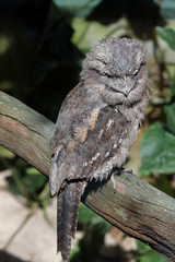 Frogmouth bird