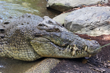 Big male saltwater crocodile