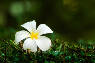 Fototapeta premium Leelawadee flower