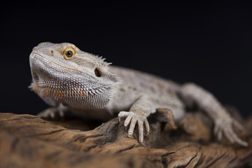 Pet, lizard Bearded Dragon on black background