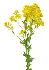 Barbarea vulgaris flower