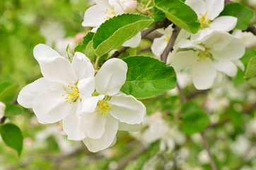 Blossoming of apple trees