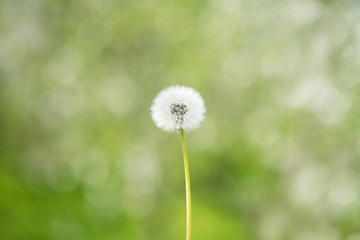 dandelion closeup on green background