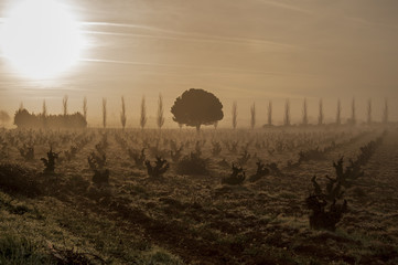 Amanecer en el viñedo