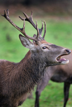 Red Deer stag.
