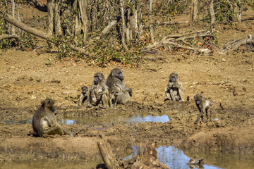 Chacma baboon in Kruger National park, South Africa