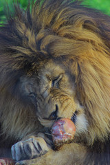 león comiendo