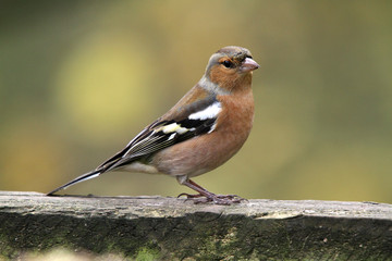 the chaffinch, is a common and widespread small passerine bird in the finch family. The male is brightly coloured with a blue-grey cap and rust-red underparts. The female has less colour.