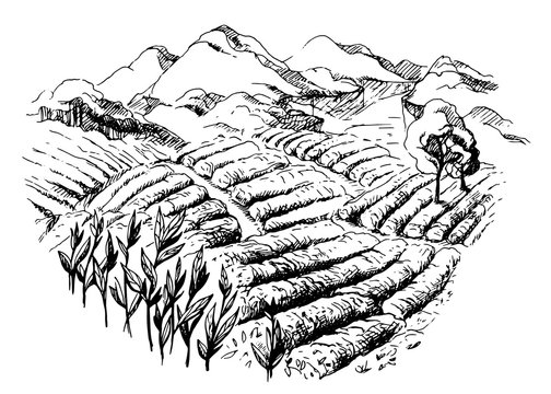 tea plantation landscape in graphic style