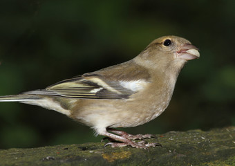 the chaffinch, is a common and widespread small passerine bird in the finch family. The male is brightly coloured with a blue-grey cap and rust-red underparts. The female has less colour.