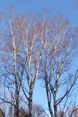 Fototapeta na wymiar Branches of trees against the blue sky.
