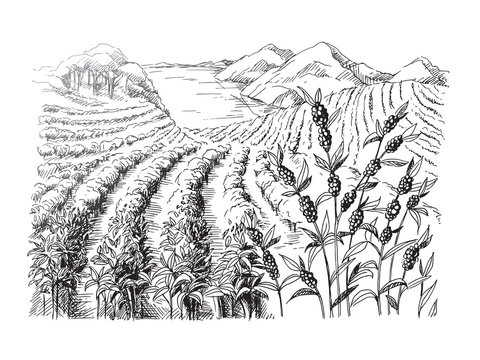 coffee plantation landscape in graphic style