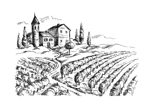 Rows of vineyard grape plants and castle in graphic style