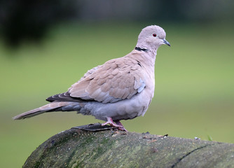 The ring-necked dove (Streptopelia capicola), also known as the Cape turtle dove or half-collared dove.