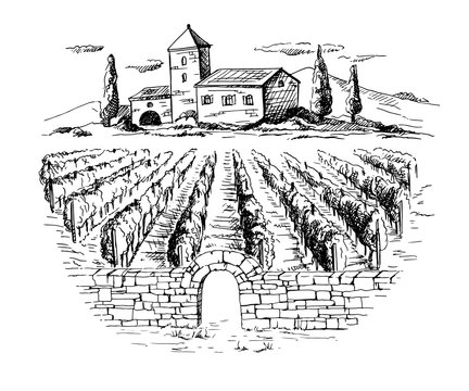 Rows of vineyard grape plants and house in graphic style