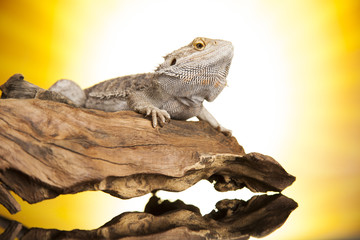 Lizard root, Bearded Dragon on black mirror background