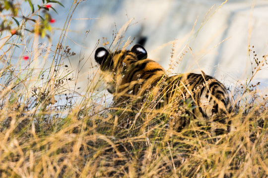 portrait of a beautiful little tiger