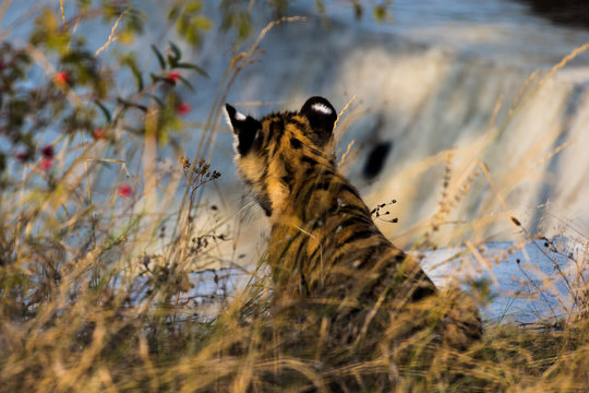portrait of a beautiful little tiger