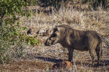 common warthog in Kruger National park, South Africa