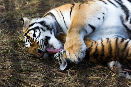 tigress mother licks her baby tiger