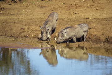 Fototapeta premium common warthog in Kruger National park, South Africa