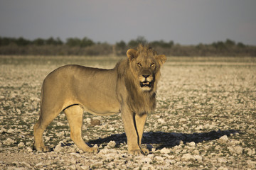 Big male lion staying on the ground. Etosha national park, Namibia.