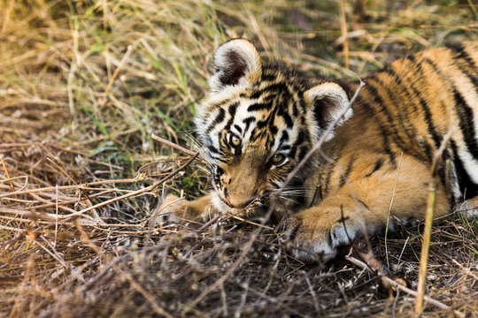 portrait of a beautiful little tiger