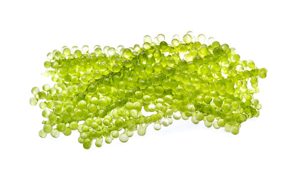 Umi-budou, grapes seaweed or green caviar isolated on white back