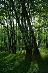 Sonnenaufgang im Wald hinter den Bäumen im Frühling