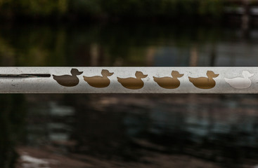 Painted gold ducks in a row