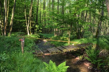 Alte morsche Brücke am Bach im Wald