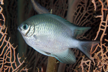 Pesce © alicefotografa