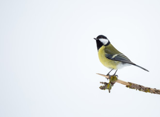 Mésange charbonnière