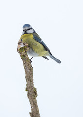 Mésange bleue