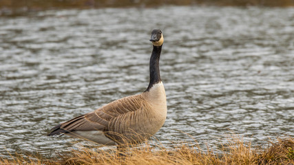 Wild goose standing in a pond among the thickets. Nisqually wildlife refuge, Washington, USA