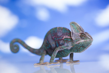 Green chameleon,lizard on sky background