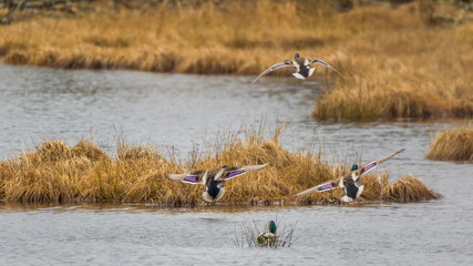 Colorful ducks flying over a pond. Nisqually wildlife refuge, Washington, USA