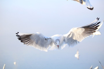 Obraz premium seagull