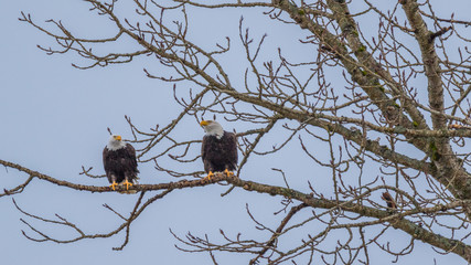Two bald eagles sitting on a tree among branches. Nisqually wildlife refuge, Washington, USA