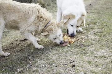 Dogs eating together
