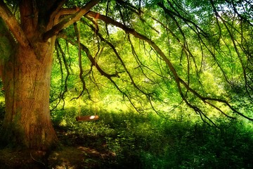 Großer Baum mit Schaukel
