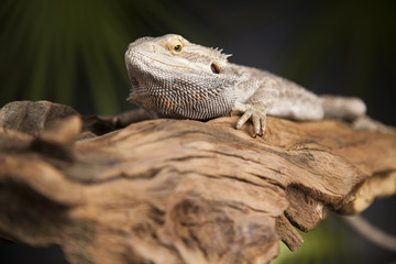 Lizard root, Bearded Dragon on green background