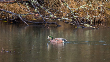 Beautiful duck swimming in a pond among yellow grass and dry tree. Nisqually wildlife refuge, Washington, USA