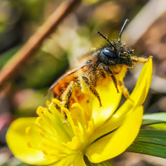Frühlingsanfang - Biene auf Winterling