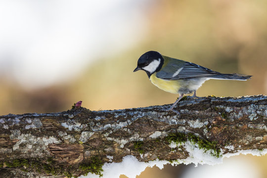 M&eacute;sange charbonni&egrave;re