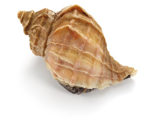 tsubu gai, ezo neptune, japanese whelk, neptunea polycostata scarlato